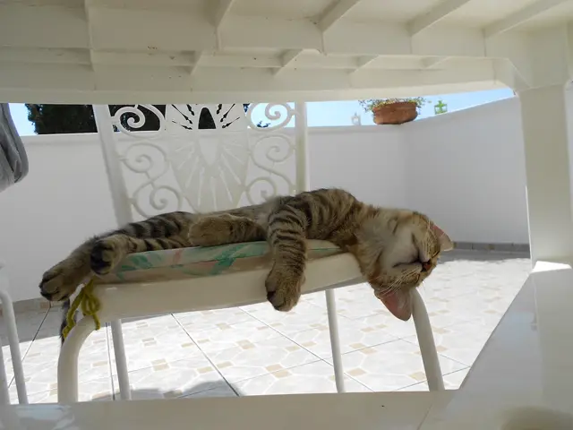 Котёнок спит, растянувшись на белом садовом стуле, — фото клиента, напечатанное в Белграде