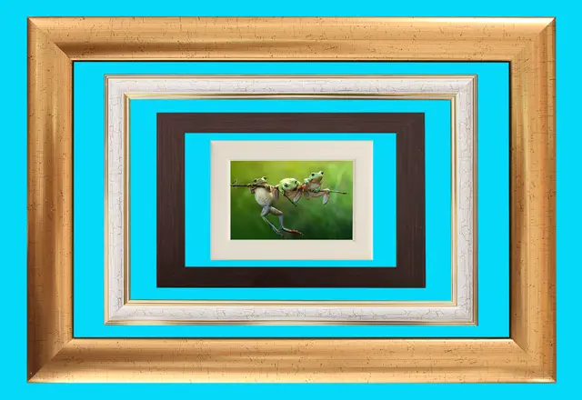 Picture framing in Belgrade: four frames of different colours and widths around a photo of frogs